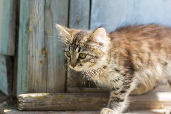 美しい灰色子猫トレッドそっとボード上 — ストック写真