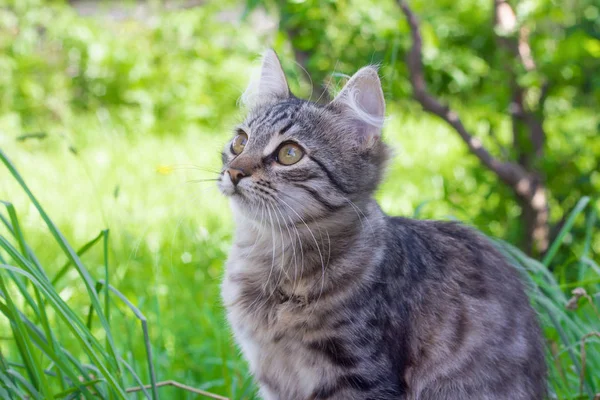 美丽的灰色小猫坐在草地上 — 图库照片