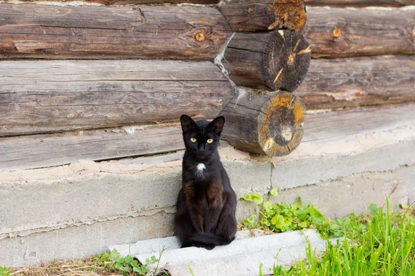 美丽的黑猫坐在地面附近的木墙 — 图库照片