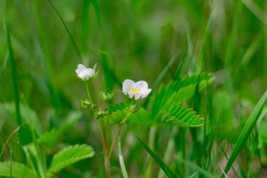 çim beyaz yabani çilek çiçek