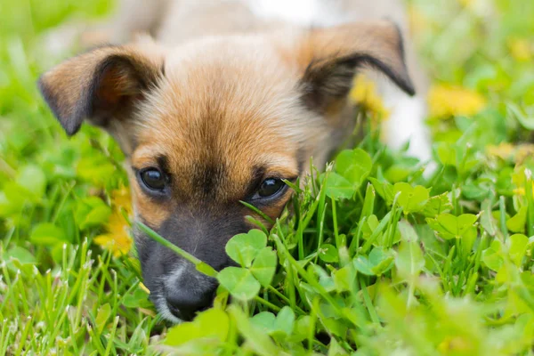 küçük bir köpek yavrusu çimenlerde yüzünü gömülü yatıyor.