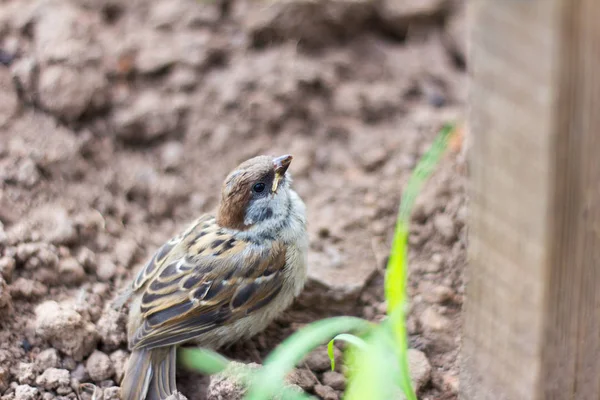 Pequeño Gorrión Con Ala Dañada Sienta Tierra — Foto de Stock