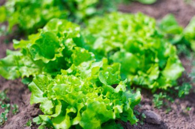 bahçede büyüyen yeşil salata