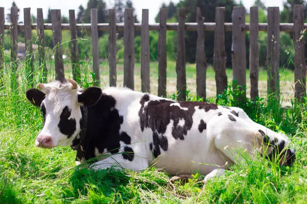 cow lying on the grass at the fence