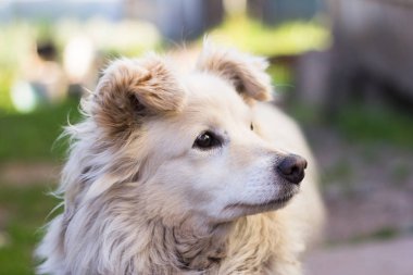 küçük güzel beyaz köpek