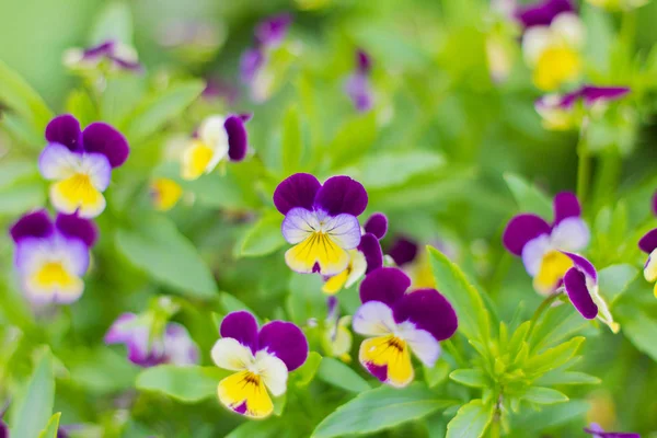 Belles Culottes Dans Jardin Sur Fond Vert — Photo