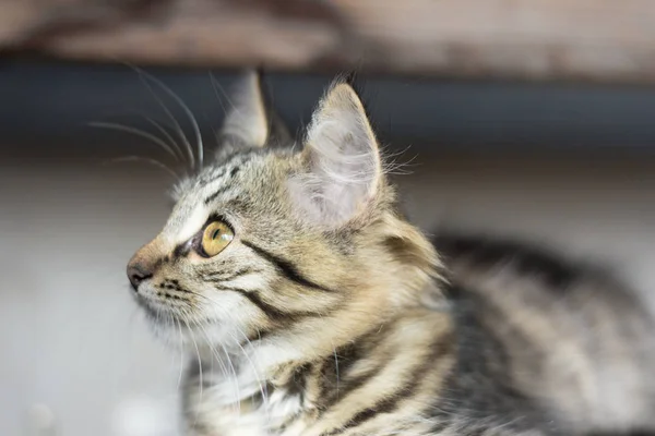 美丽的灰色小猫坐在板上 — 图库照片