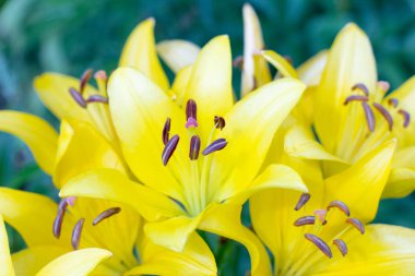 sarı Lily yakın çekim çiçekleri