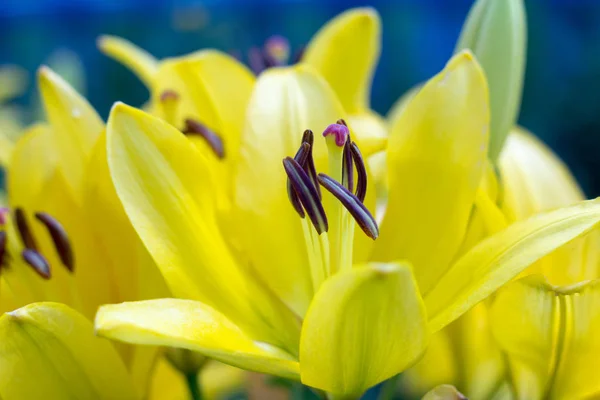 Flores Lily Amarelo Close — Fotografia de Stock
