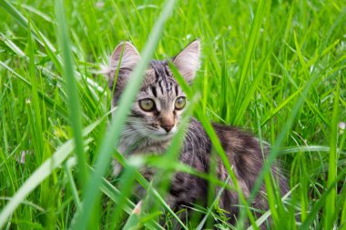 oturan güzel gri kedi yavrusu