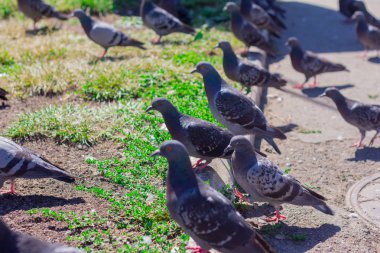 bir sürü yere Park City'de oturan güvercin