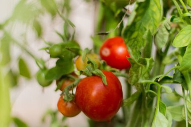 taze olgun domates, sera içinde kökündeki Olgun