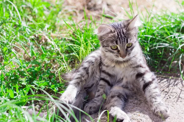 地面とはしゃぐの上に座って美しい灰色子猫 — ストック写真