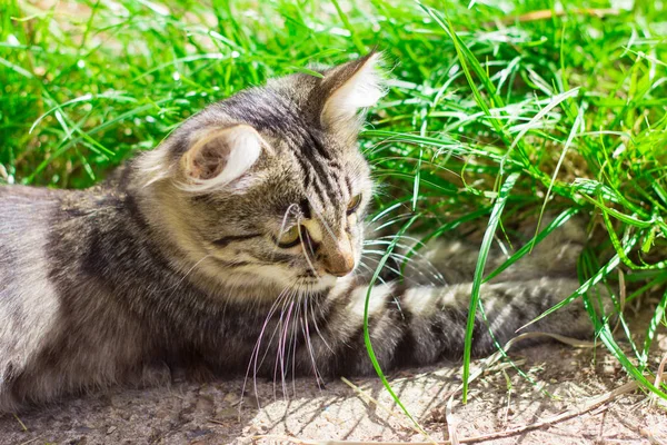 地面とはしゃぐの上に横たわる美しい灰色子猫 — ストック写真