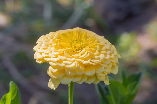 Zinnia Amarela Bonita Jardim Período Floração — Fotografia de Stock