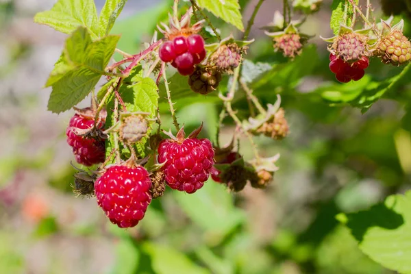 Sekelompok Raspberry Matang Pada Bush Taman — Stok Foto