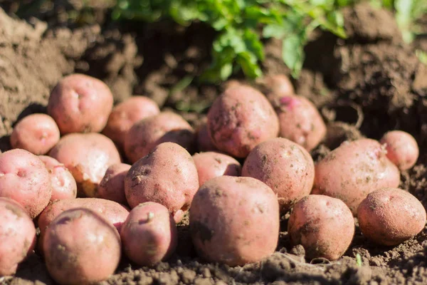 Verse Roze Aardappelen Het Veld Grond Verse Oogst — Stockfoto