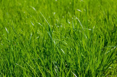 taze bahar çimen, doğal yeşil arka plan