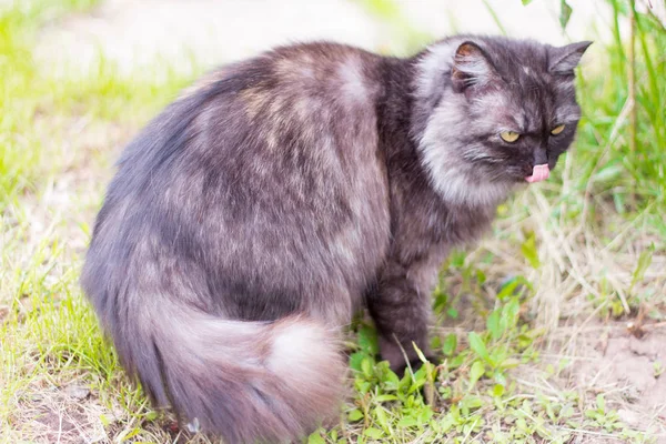 Schöne Graue Katze Lauert Gebüsch Und Jagt Beute — Stockfoto