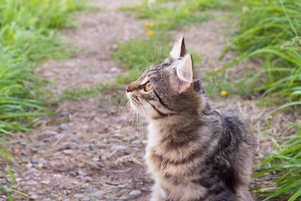 草の中に座って 見上げる美しいグレーの子猫 — ストック写真