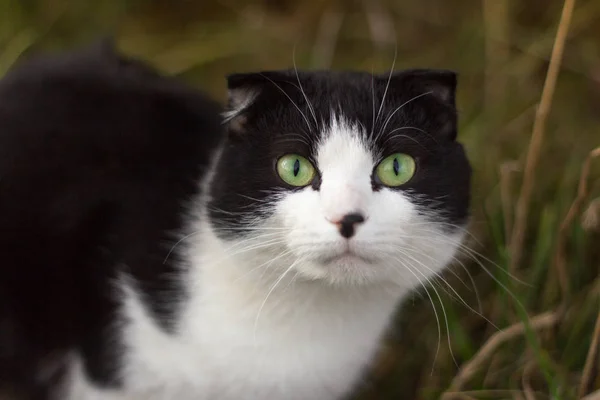 Красивая Пятнистая Кошка Маленькими Ушами Сидящая Траве — стоковое фото