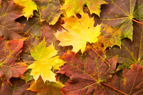 Folhas Outono Bordo Amarelo Vermelho Coloridas — Fotografia de Stock