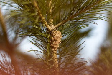 küçük çam kozalağı ile Ladin şube