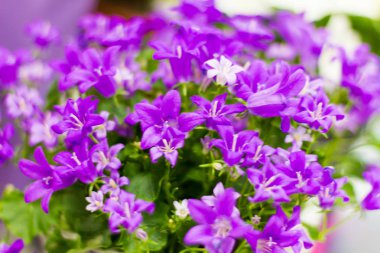 birçok küçük, Lila çan, bir buket bulanıklık