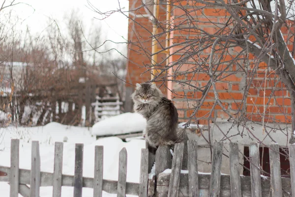 フェンスの上に座って大きなふわふわ灰色の猫 — ストック写真