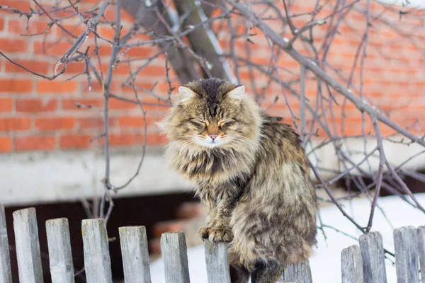 坐在栅栏上的毛茸茸的灰色大猫 — 图库照片