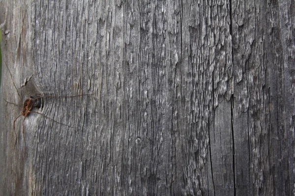 Pozadí Starých Dřevěných Prken Šedý Dřevěný Plot — Stock fotografie