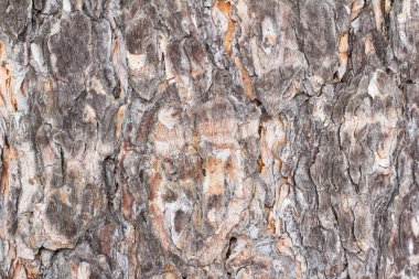 Ağaç kabuğu, doğal arka plan dokusu