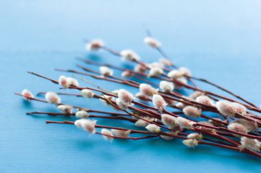 Willow twigs mavi bir arka plan üzerinde çiçek tomurcukları ile