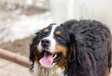 Bernese dağ köpeği, İsviçre çoban sokakta duran mutlu