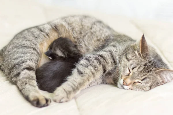 Cat Her Kitten Sleeping Lying Sun Embrace Royalty Free Stock Photos