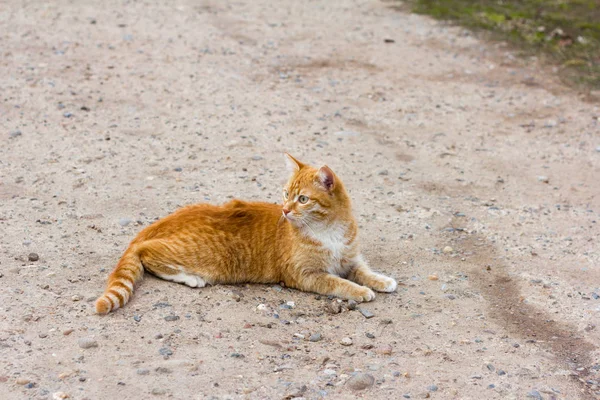 道路上に横たわる美しい赤い猫 — ストック写真