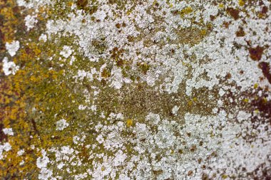 eski paslı demir doku mantar ile kaplı