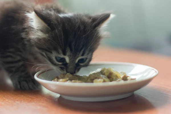 little kitten eats cat food for the first