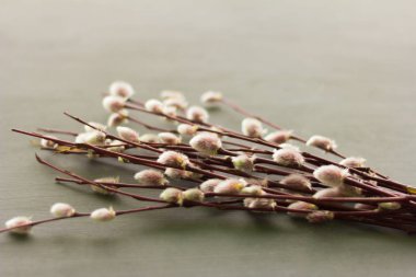 Bir buket söğüt dalı ve gri arka planda tomurcuklanan tomurcuklar.