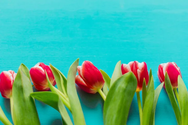 Hermosos Tulipanes Sobre Fondo Madera Azul Con Espacio Libre Para — Foto de Stock