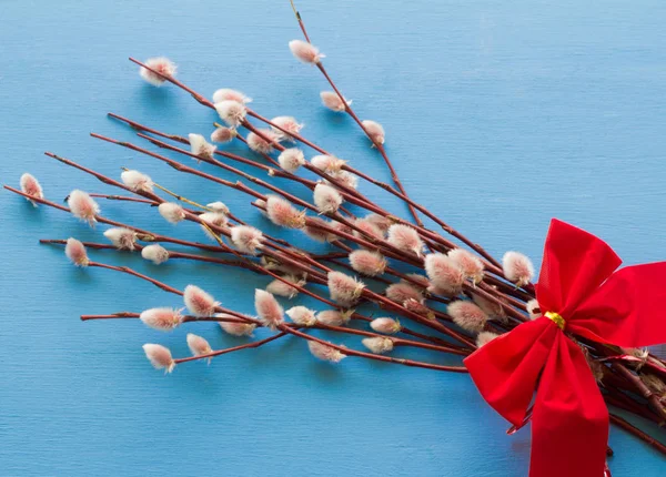 Ramas Sauce Con Brotes Flor Sobre Fondo Azul — Foto de Stock