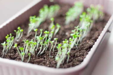 Fesleğen genç yeşil lahanası ışığında pencere üzerinde