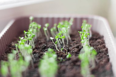 Fesleğen genç yeşil lahanası ışığında pencere üzerinde