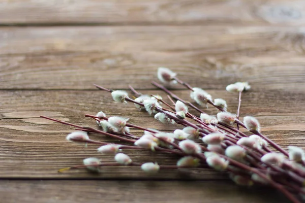 Las Ramas Del Sauce Que Florece Sobre Fondo Madera — Foto de Stock