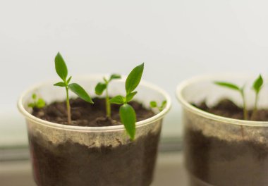 fidan, biber Genç sürgünler