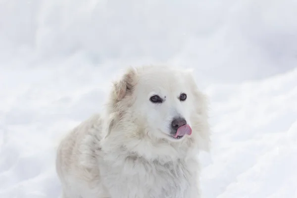 Belo Cão Branco Sentado Neve Com Língua Para Fora — Fotografia de Stock