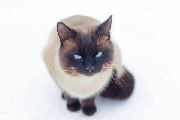 Beautiful Gray Cat Sitting Snow — 图库照片