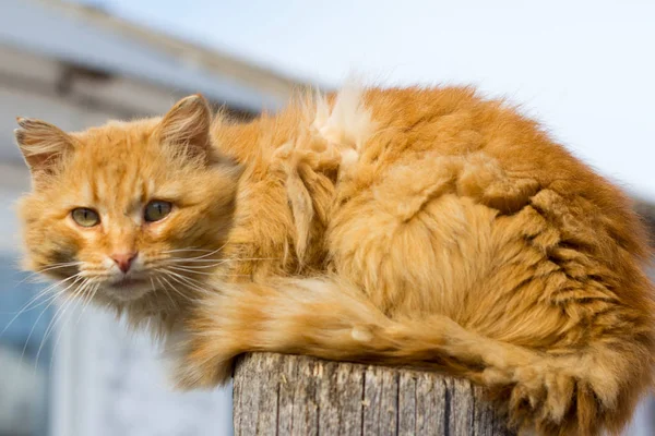 太陽の下でフェンスの上に座って赤猫 — ストック写真