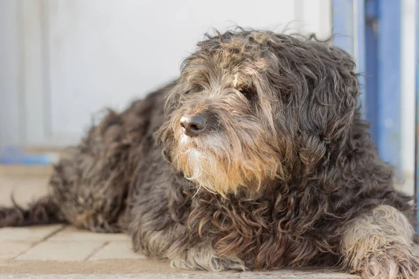 homeless old shaggy dirty dog lying on the porch