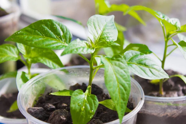 Jardinería Plántulas Jóvenes Brotes Pimienta Tazas Alféizar Ventana — Foto de Stock